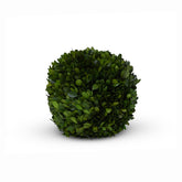 Preserved Boxwood Ball - Green, 8"