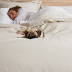 Premium Smooth Supima® Cotton Wrinkle-Free Sateen Duvet Cover - Alabaster, King/Cal. King